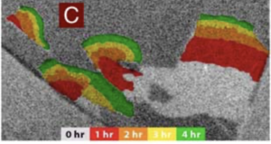 Imaging and manipulation of the competing electronic phases near the Mott metal-insulator transition